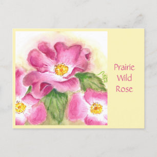 Cartão Postal Plairie Wild Rosa Postar Card