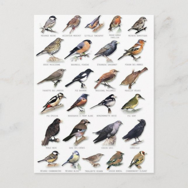 Cartão Postal Planche oiseaux des jardins (Frente)