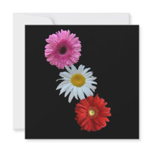 Cartão Postal Plano de Margarida Floral Mista Colo