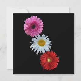 Cartão Postal Plano de Margarida Floral Mista Colo