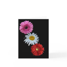 Cartão Postal Plano de Margarida Floral Mista Colo