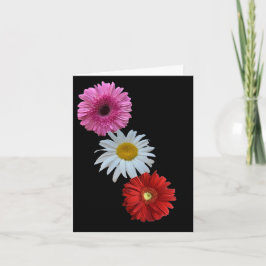 Cartão Postal Plano de Margarida Floral Mista Colo