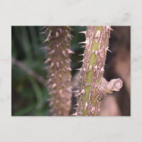 Plant Stem Thorns Nature Park Fotografia
