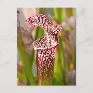 Cartão Postal Planta - Bela como uma planta-picheira