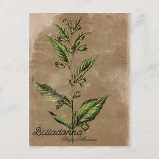 Cartão Postal Planta Belladonna Estilo Vintage