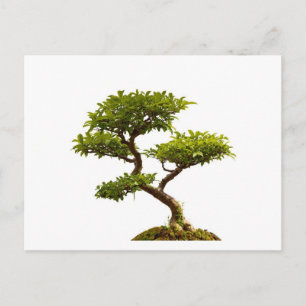 Cartão Postal Planta Bonsai