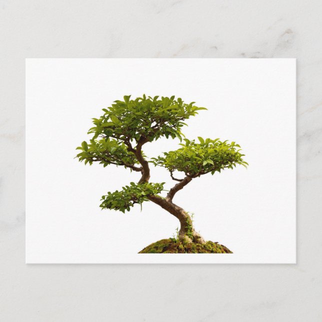 Cartão Postal Planta Bonsai (Frente)