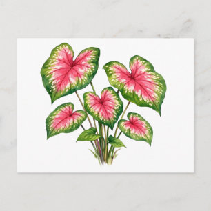 Cartão Postal Planta Caladium Rosa Vibrante Aquarela