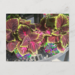 Cartão Postal Planta Coleus