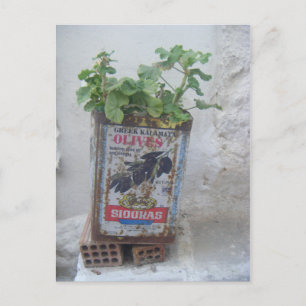 Cartão Postal Planta Crescendo em Lata de Azeite, Naxos, Grécia