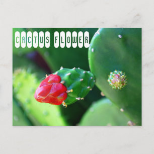 Cartão Postal Planta de Flor de Cacto