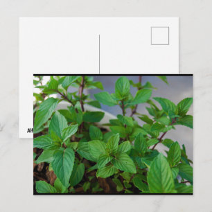 Cartão Postal Planta de Hortelã Herbácea