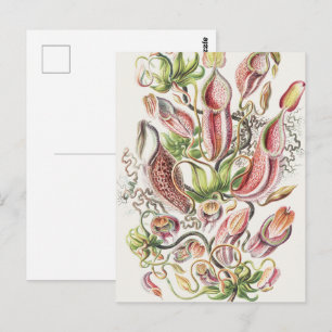 Cartão Postal Planta de Jarro Botânica Vintage Ernst Haeckel
