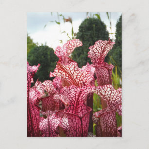 Cartão Postal Planta de Pitcher Rosa