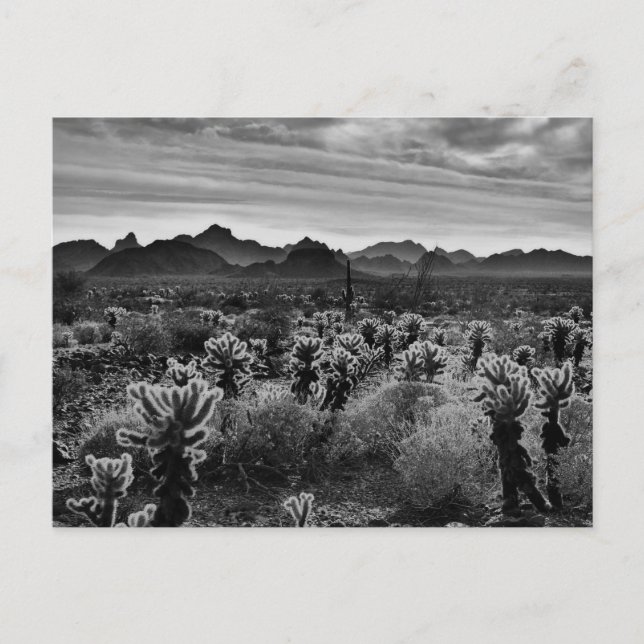 Cartão Postal Planta do deserto (Frente)