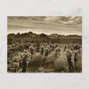 Cartão Postal Planta do deserto