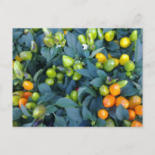 Cartão Postal Planta dos pimentos