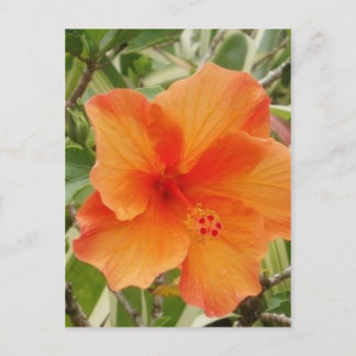 Cartão Postal planta hibiscus laranja hawaii