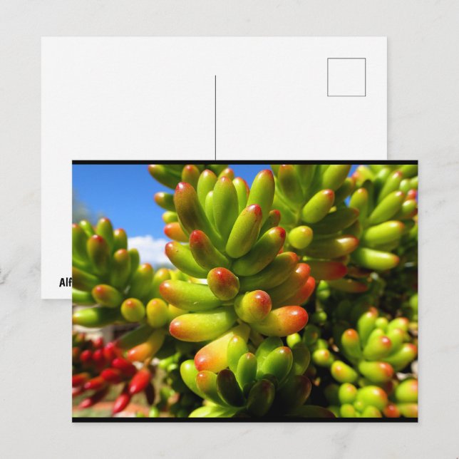 Cartão Postal Planta Suculenta Jelly Bean (Frente/Verso)
