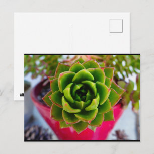 Cartão Postal Planta Suculenta Lipstick Echeveria