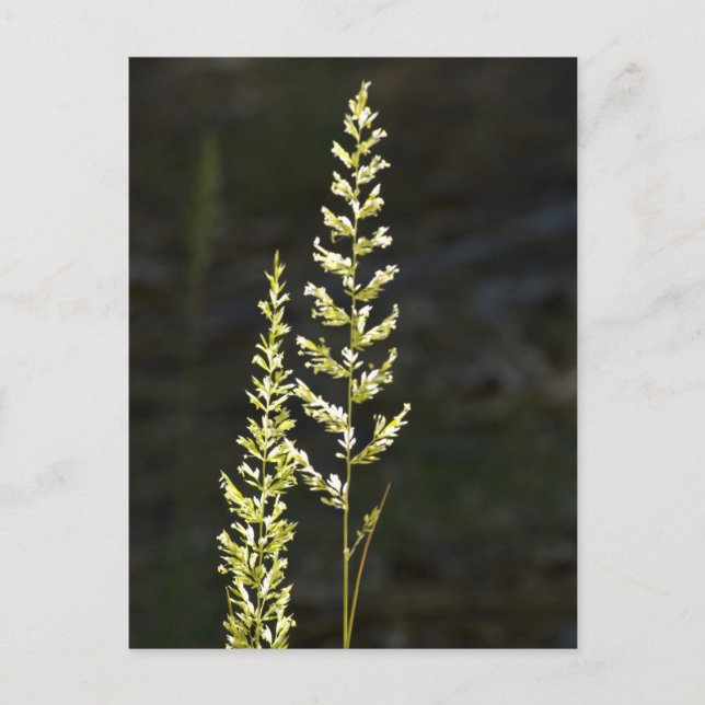 Cartão Postal Planta Verde (Frente)