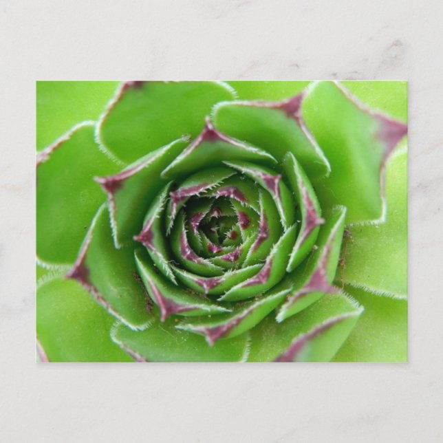 Cartão Postal Planta verde (Frente)