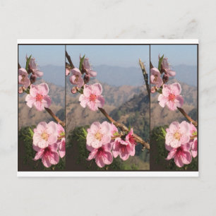 Cartão Postal Plantação bonita da fruta de India UttraKHAND da