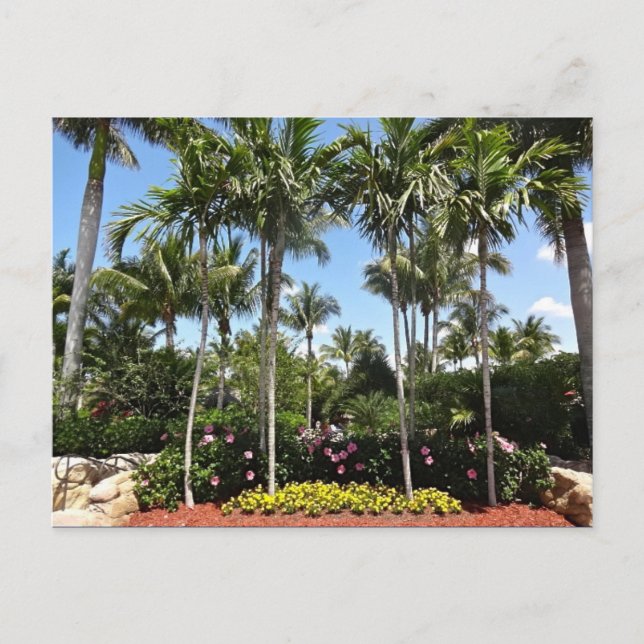 Cartão Postal Plantação Tropical de Coco Bonita Springs Flórida (Frente)