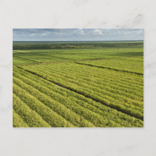Cartão Postal Plantações de Cana-de-açúcar, Guiana