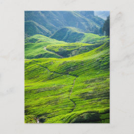 Cartão Postal Plantações de chá