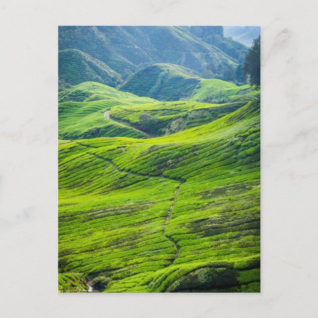 Cartão Postal Plantações de chá (Frente)