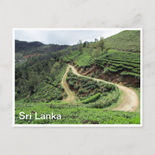 Cartão Postal plantações de chá Sri Lanka