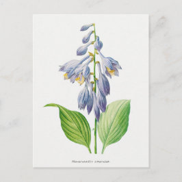 Cartão Postal Plantain Lily Hosta Flower Botanage