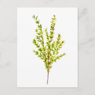 Cartão Postal Plantas aromáticas por tomilho