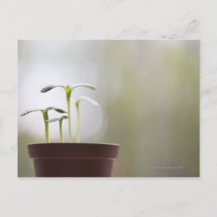 Cartão Postal Plantas de girassol que brotam no pote 2