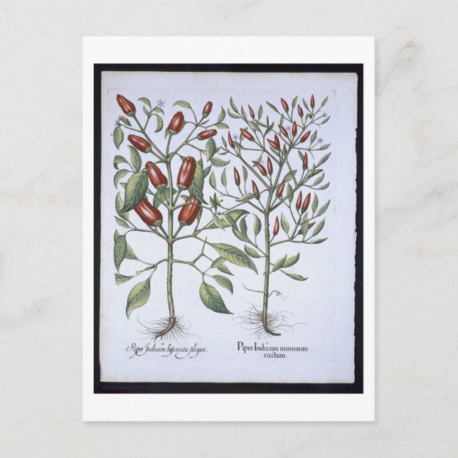 Cartão Postal Plantas de Pimenta Chili, do Hortus Eystettensi (Frente)