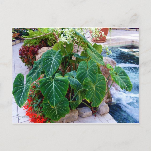 Cartão Postal Plantas de Recipiente de Orelha de Elefante Jardim (Frente)