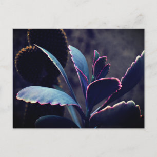 Cartão Postal Plantas do Deserto