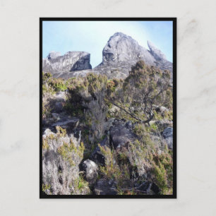 Cartão Postal plantas do mt kinabalu
