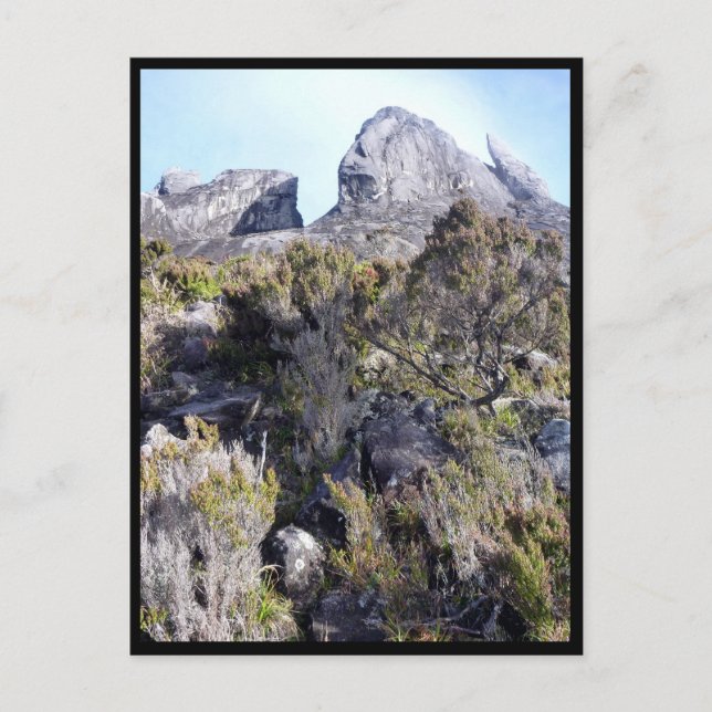 Cartão Postal plantas do mt kinabalu (Frente)