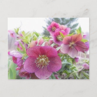Cartão Postal Plantas Perenes - Helleboro Roxo