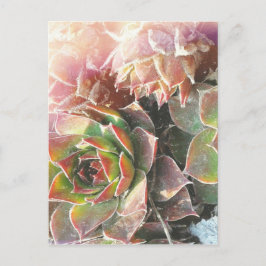Cartão Postal Plantas Pintinhos, Suculentes, Fotografia Vegetal
