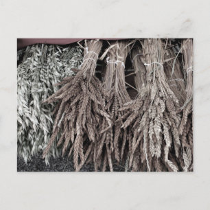Cartão Postal Plantas Secas para Decoração