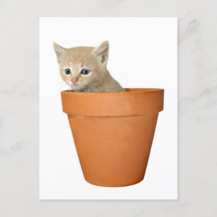 Cartão Postal Plante algum amor