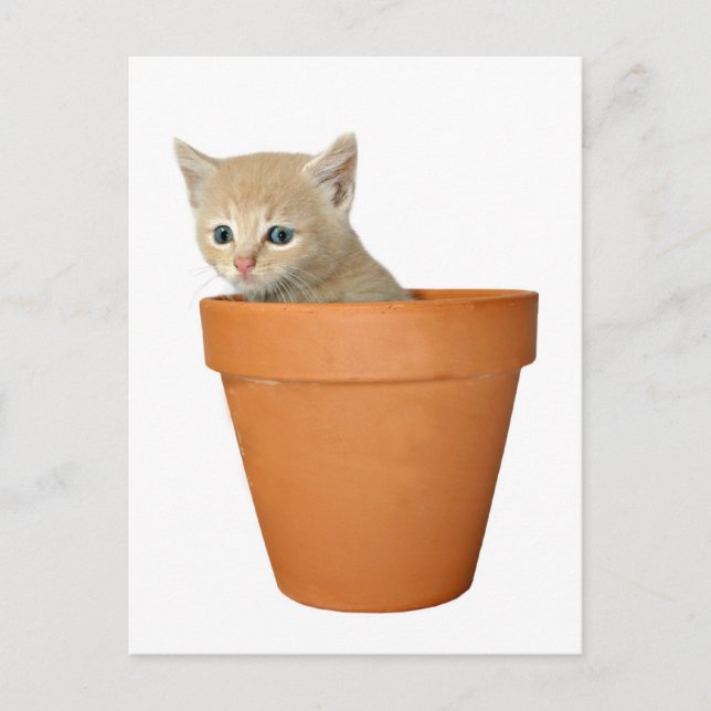 Cartão Postal Plante algum amor (Frente)