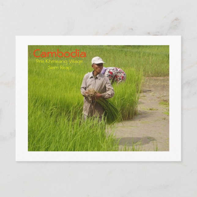 Cartão Postal Plântulas de arroz que transplantam o Camboja (Frente)