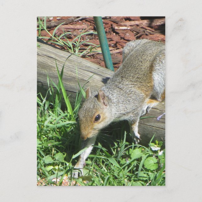 Cartão Postal Plataforma Estendida de Esquilo (Frente)