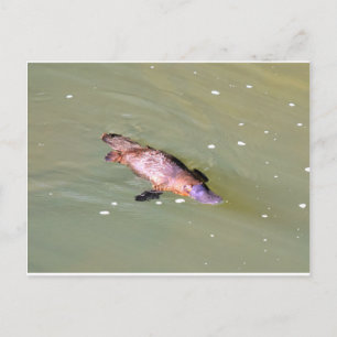 CARTÃO POSTAL PLATÍPUS NA ÁGUA EUNGELLA AUSTRÁLIA