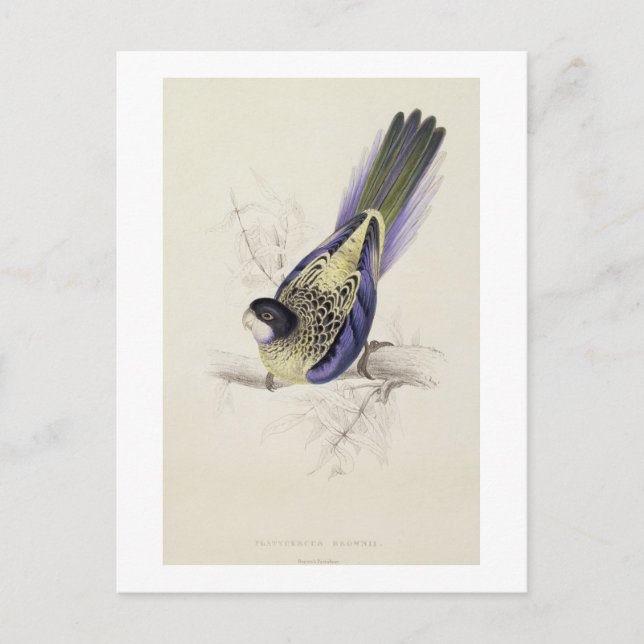 Cartão Postal Platycercus Brownii, ou Brown's Parrakeet (Placa 2 (Frente)