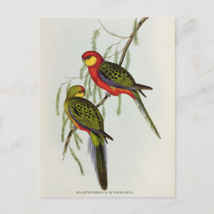 Cartão Postal Platycercus Icterotis